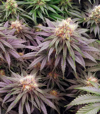 Lemon Drizzle feminized seeds (Barney's Farm)