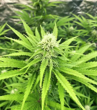 Medical Buddha Seeds