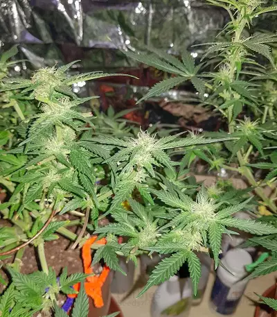 Monster Gelato feminized seeds (Monster Genetics)