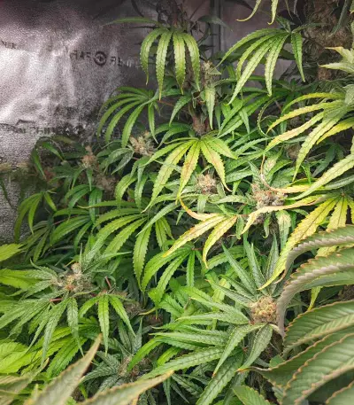 Power Plant (Herbies Seeds)