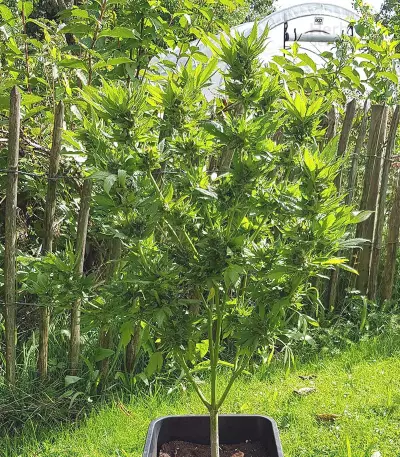 Pumpkin Kush Seeds