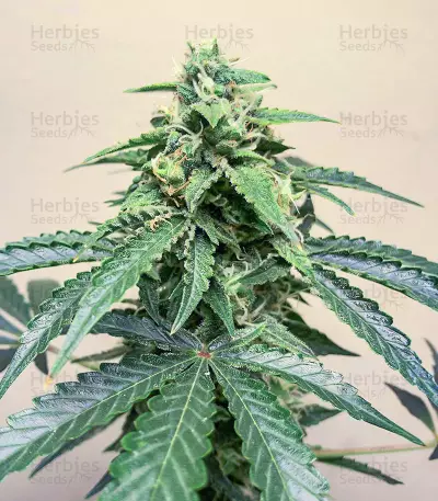 Roze Runtz Seeds (AlphaFem Seeds)