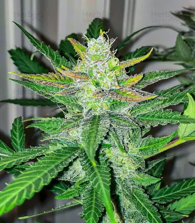Graines féminisées de Scarlet Skunk Autoflower (EGS)