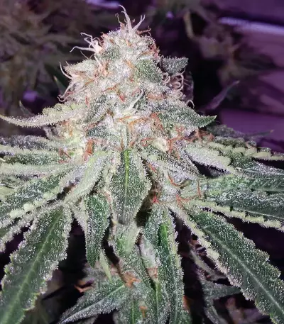 Alien Gorilla feminized seeds (Original Sensible Seeds)
