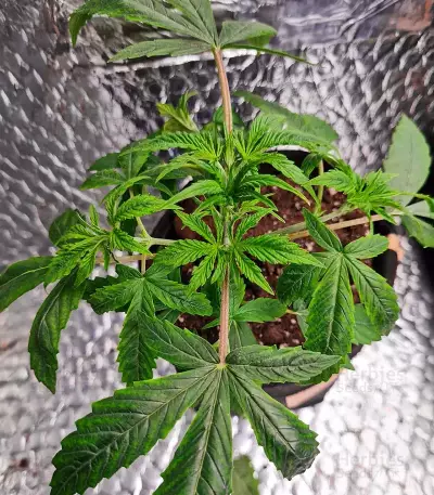 All Gas OG Autoflower feminisierte Samen (Humboldt Seed Company)