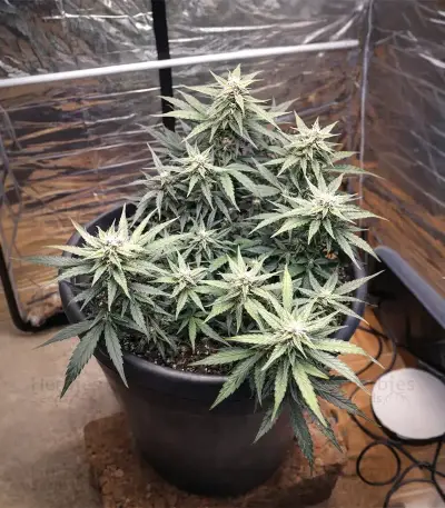 Auto Gorilla feminized seeds