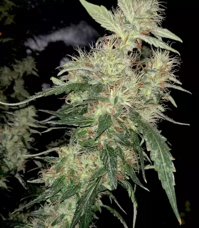Sementes Feminizadas Blue Gelato 41 (Barney's Farm)