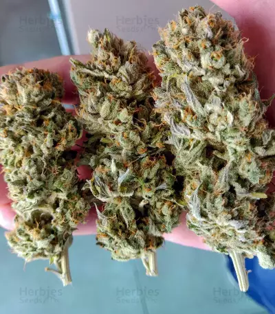 Sementes Feminizadas Blue Gelato 41 (Barney's Farm)