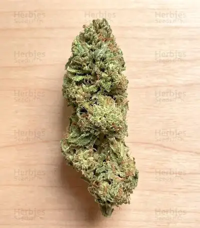 Cloud Walker Seeds