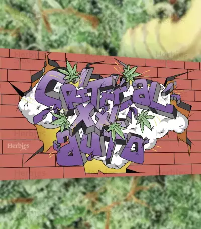 Sementes Feminizadas de Critical XXL Auto (Herbies Seeds)