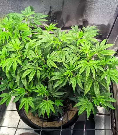 G.S. Cookies Feminized (Humboldt Seeds Company)