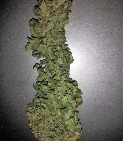 Semillas feminizadas GG#4 Original Glue Auto (Original Sensible Seeds)