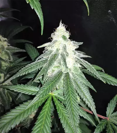Graines de cannabis Grandaddy Black (Original Sensible Seeds)