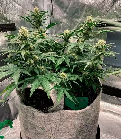 Grandaddy Purple Auto