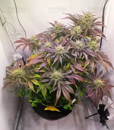 Lemon Cherry Gelato Auto R3 (Ethos Genetics)