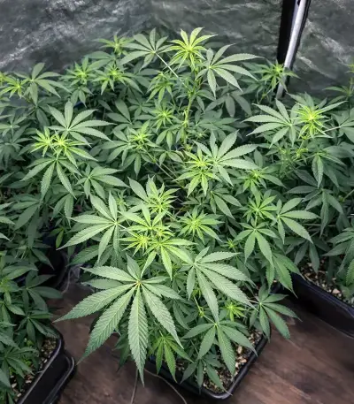 Lemon Cherry Gelato Seeds
