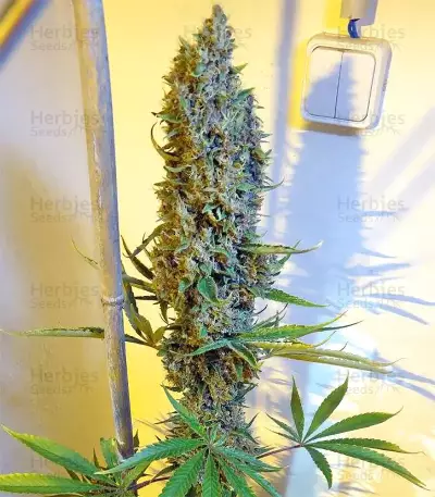 Graines de cannabis Malawi x PCK Regular (Ace Seeds)