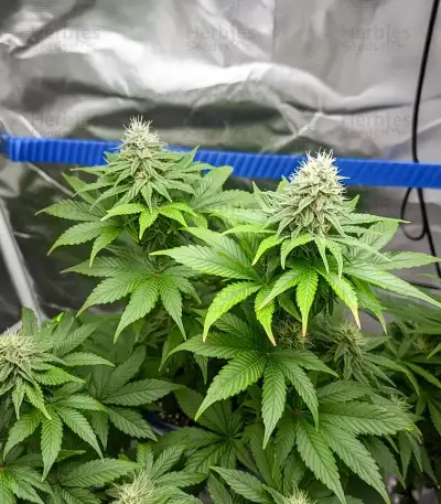 Melonade Runtz Seeds