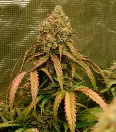 Sementes Feminizadas Monster Bruce Banner Auto (Monster Genetics)