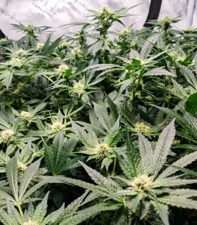 Nikki & Swami’s Taängie Seeds