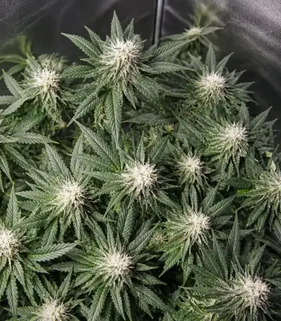 Planet Of The Grapes Auto Seeds (Ethos Genetics)