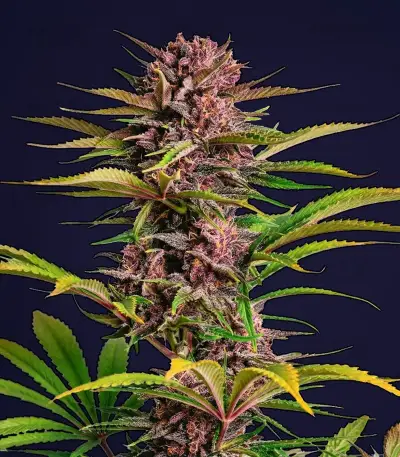 Purple Haze Auto Seeds