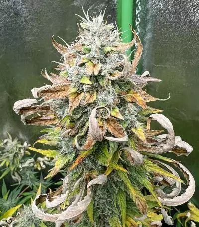 Graines de Purple Juice Auto (Herbies Seeds)