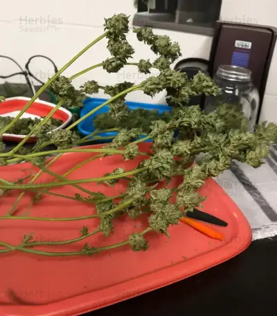 Santa Muerte Fast Seeds