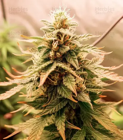 SkullRyder Auto feminized seeds