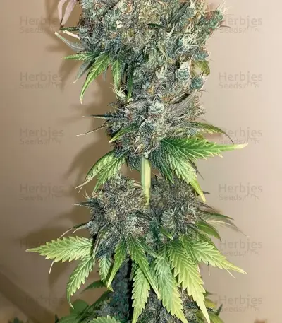 Skunk Seeds