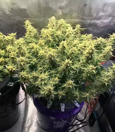 Skystomper 2.0 Auto (Mephisto Genetics)