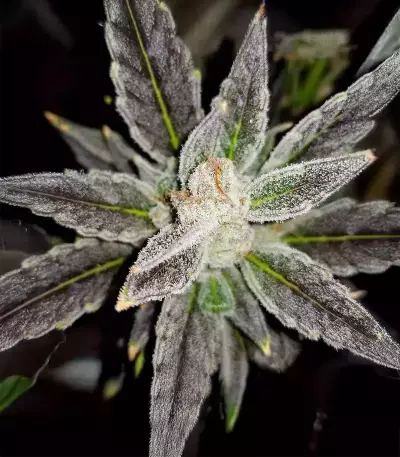 Skystomper 2.0 Auto (Mephisto Genetics)