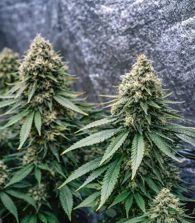 Snoop Dogg OG Seeds