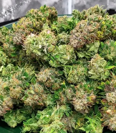 Steve’s Hellfire OG Seeds