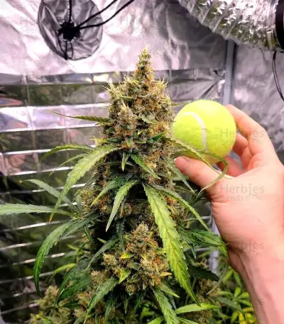 White Tahoe Cookies Auto Seeds