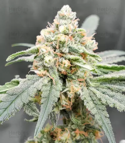 Sweet Zombie Seeds