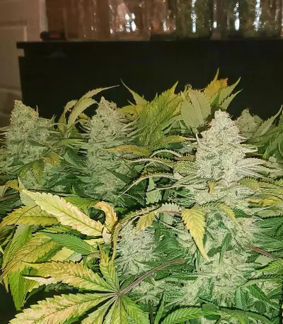 Zombie Death Fuck (BlimBurn Seeds)