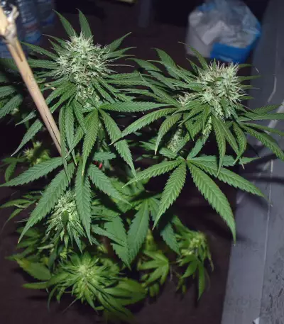 Runtz Gum strain