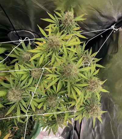 Cali Bay Dream feminized seeds