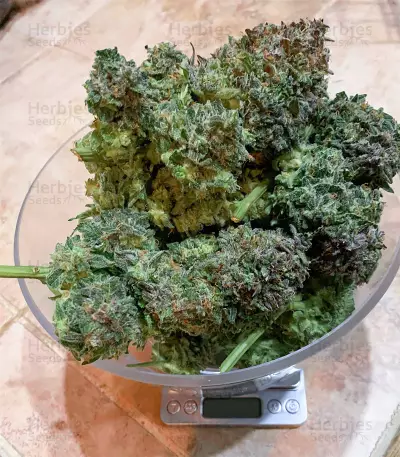 AK-48 Automatic Seeds