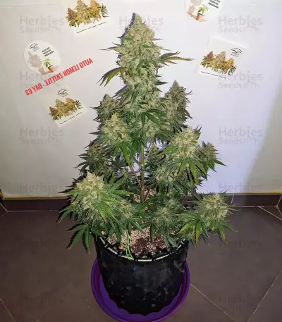 Auto Lemon Kix strain