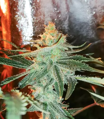 Graines féminisées de Big Bud Auto (Herbies Seeds)