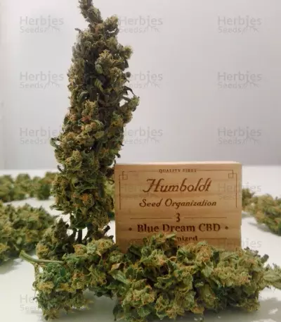 Blue Dream CBD strain