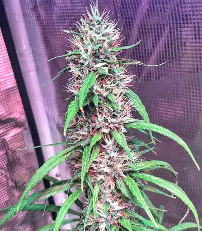 Bruce Banner #3 Seeds (Big Head Seeds)