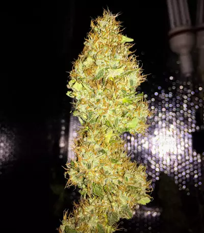 Chemdawg Seeds (Humboldt Seeds Organization)
