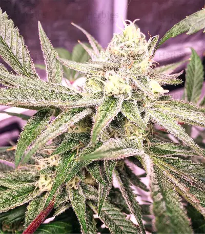 Mix Pack Seeds