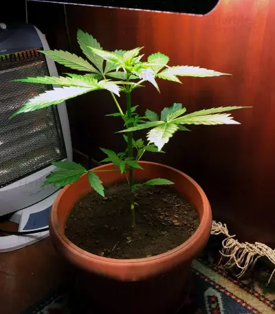Semi femminizzati Gordomaster Kush