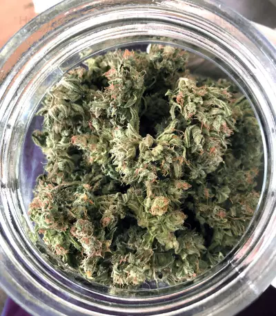 Head Stash Auto feminized seeds