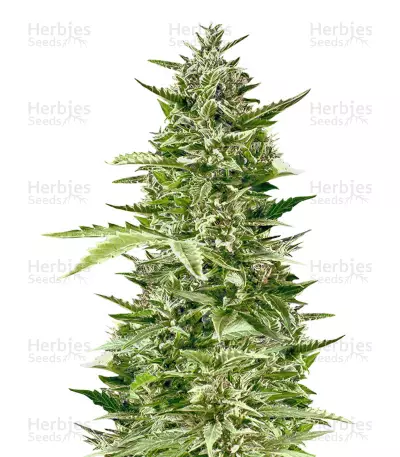 Jack Diesel (Positronics Seeds) Cannabis-Samen