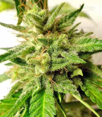 Graines de cannabis Kali China Breeders Pack (Ace Seeds)